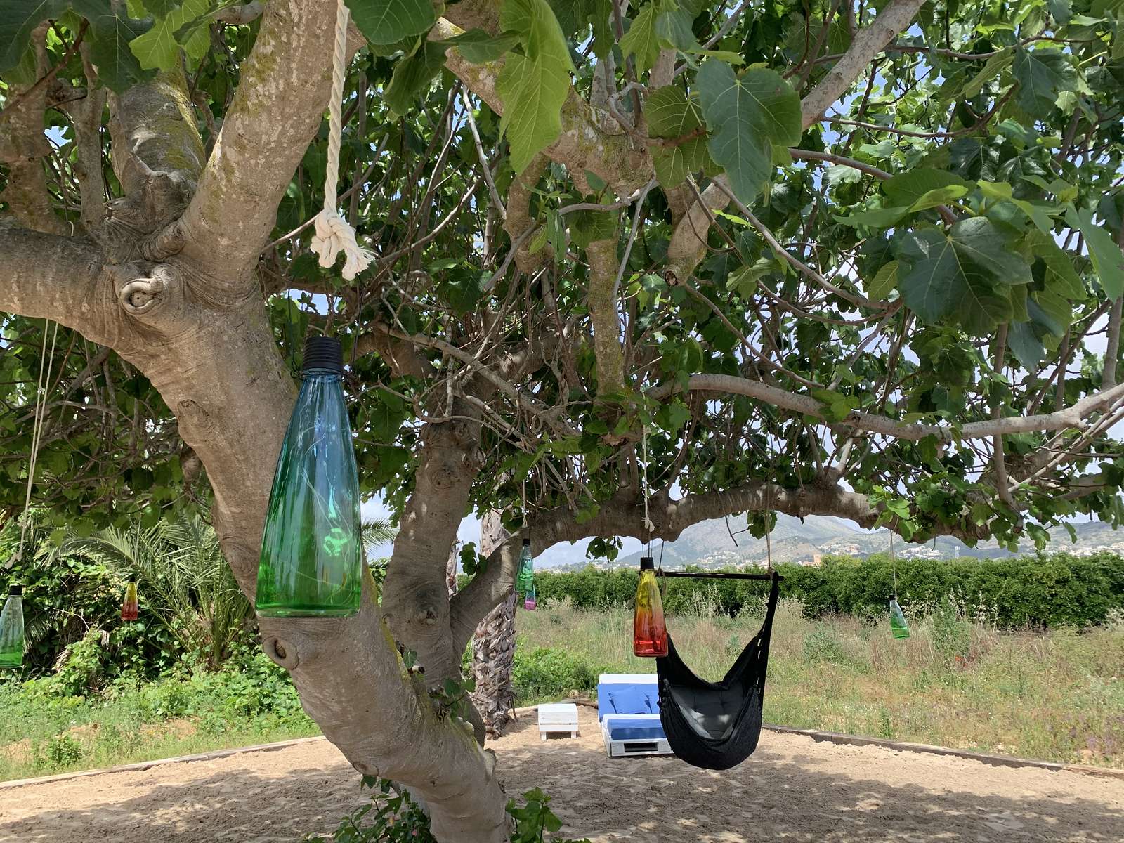A hanging chair in the tree on the private beach